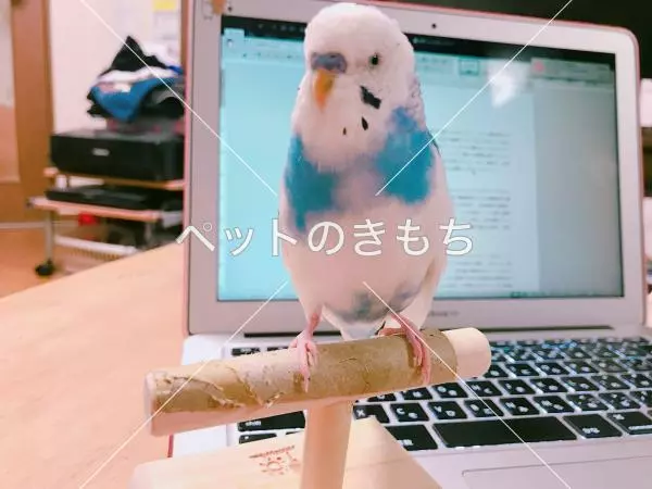 迷子鳥の画像