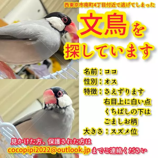 迷子鳥の画像