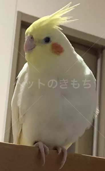 迷子鳥の画像