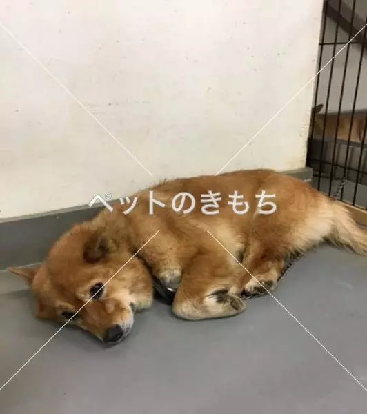 迷子犬の画像