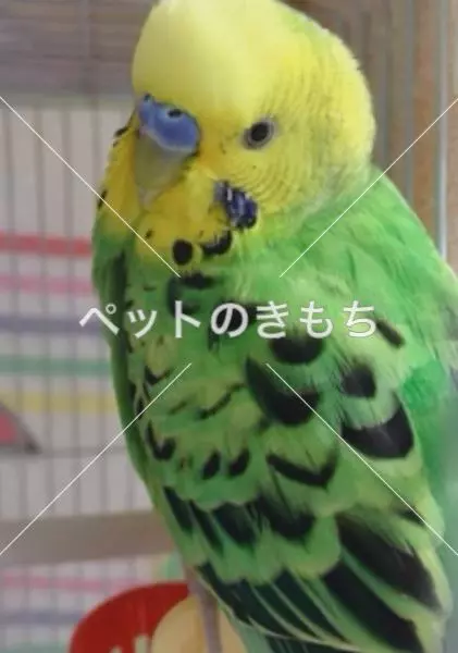 迷子鳥の画像