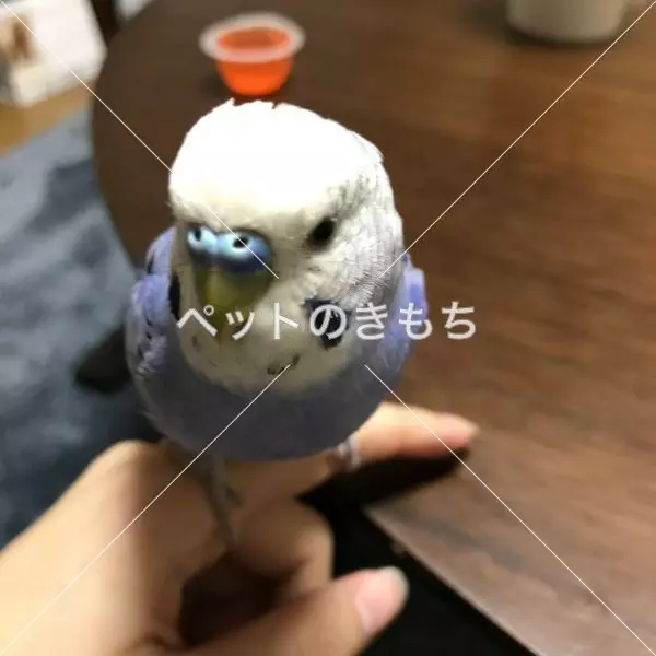 コメント投稿の画像