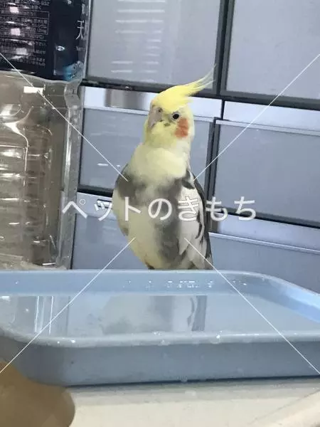 迷子鳥の画像