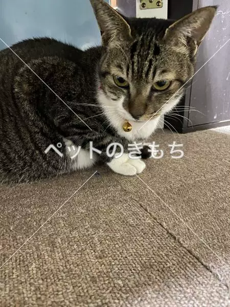 迷子猫の画像