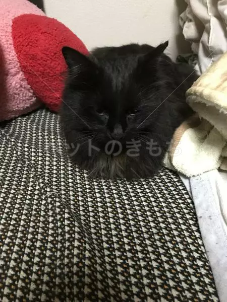 迷子猫の画像