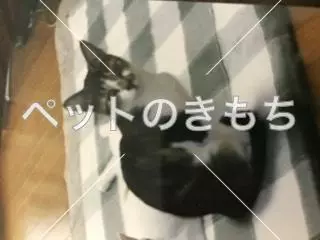 コメント投稿の画像