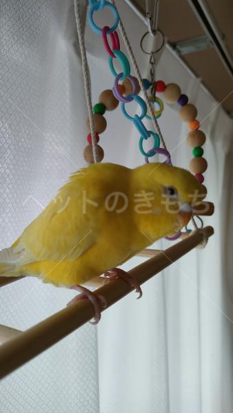 迷子鳥の画像