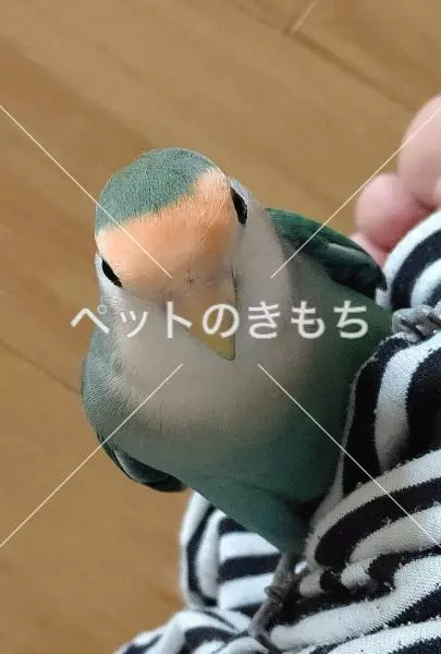 迷子鳥の画像