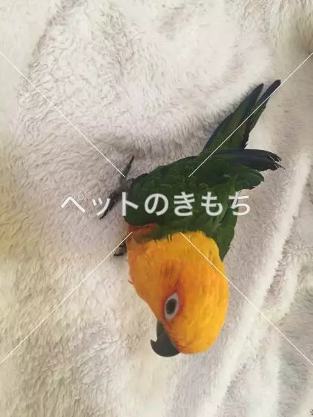 迷子鳥の画像