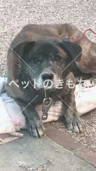 保護犬の画像