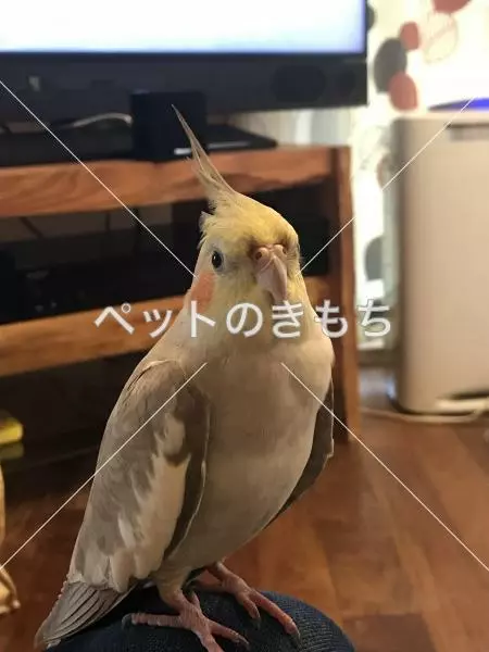 迷子鳥の画像
