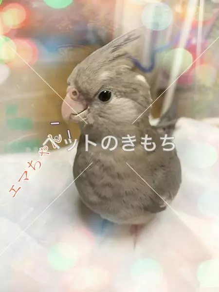 迷子鳥の画像