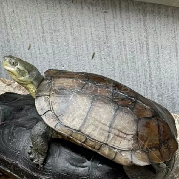 迷子ペットの画像