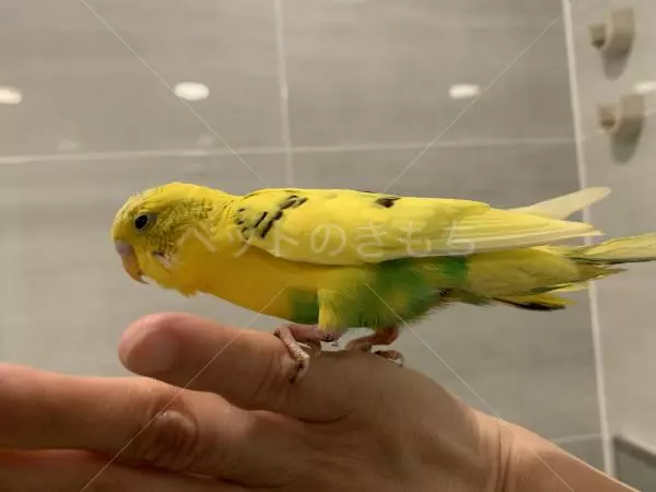 コメントの画像