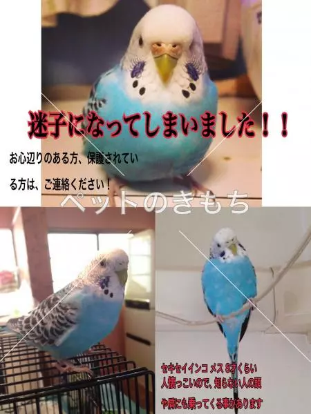 迷子鳥の画像