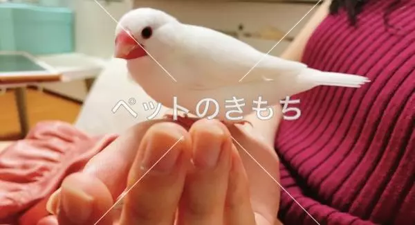 迷子鳥の画像