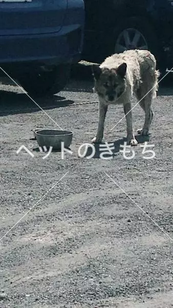 コメント投稿の画像