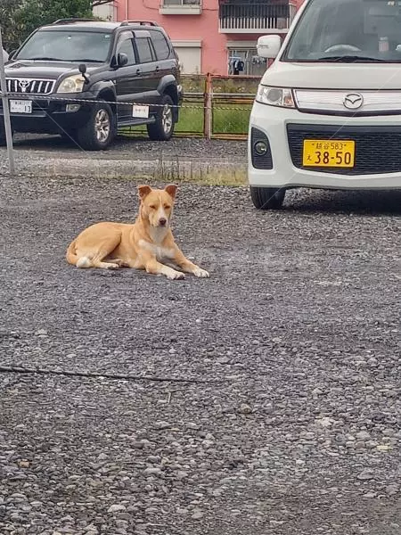 迷子犬の画像