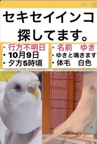 迷子鳥の画像
