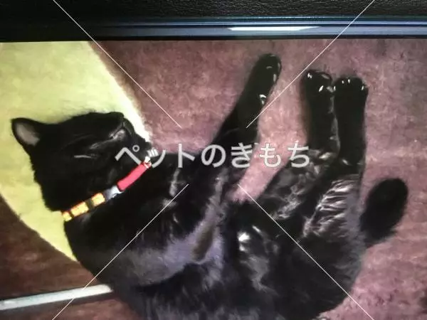 迷子猫の画像