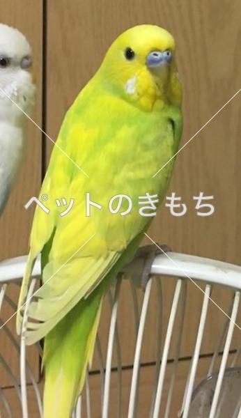 迷子鳥の画像