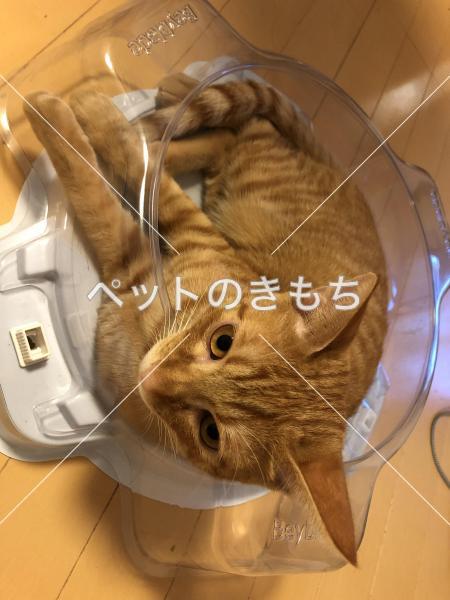 迷い猫の写真