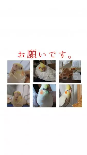 迷子鳥の画像