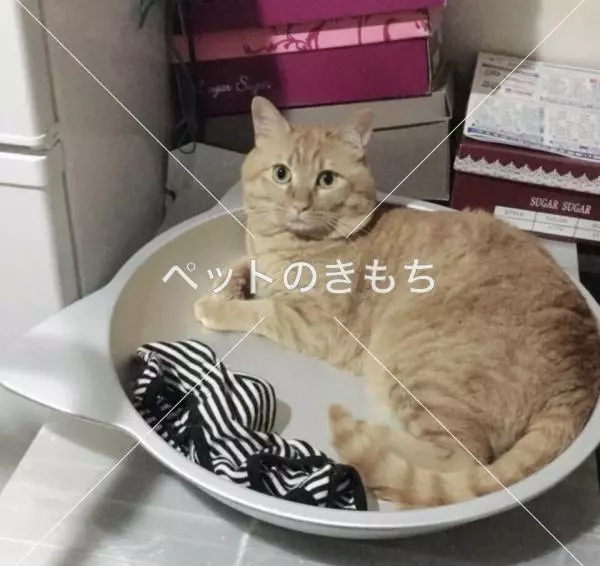 迷子猫の画像