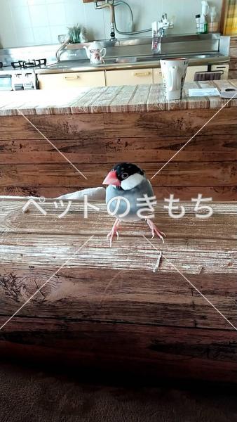 迷子鳥の画像