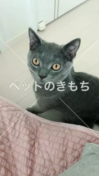 迷子猫の画像