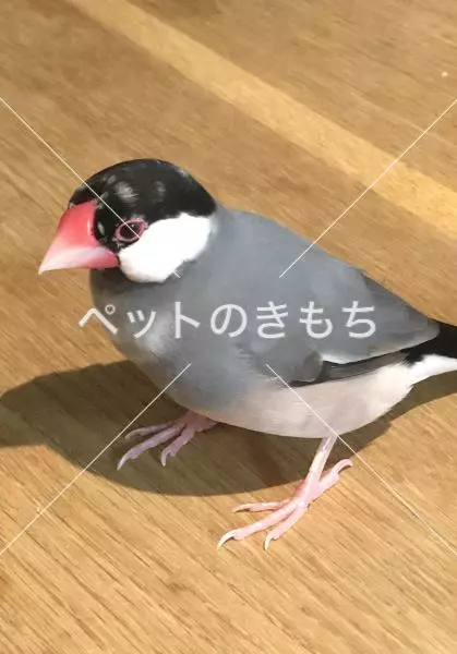 迷子鳥の画像