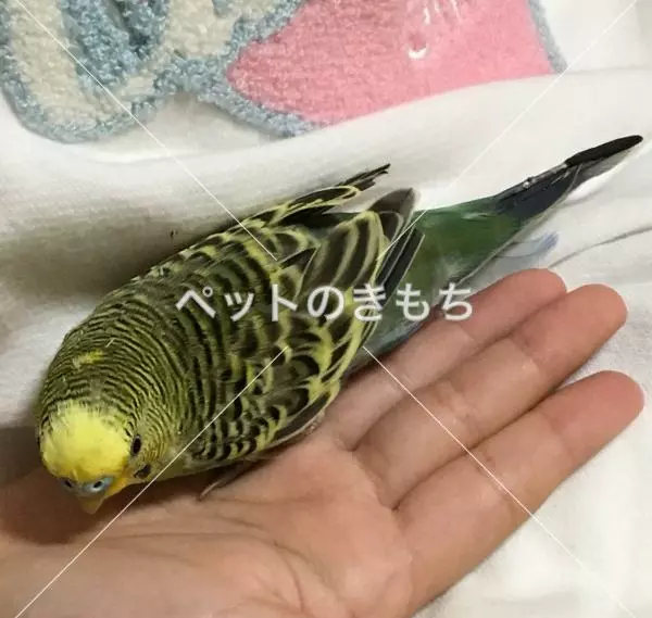 保護鳥の画像