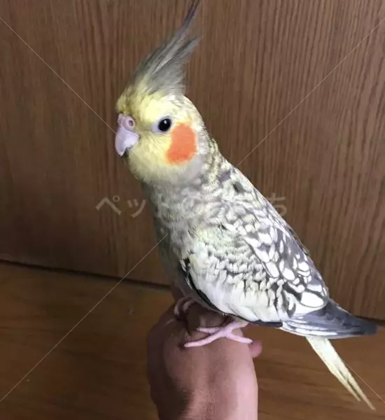 迷子鳥の画像