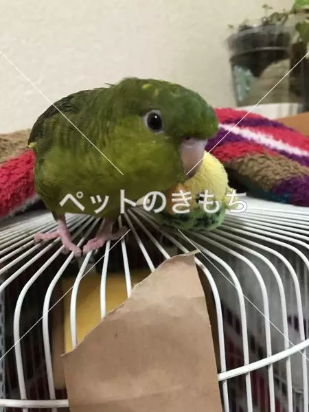 迷子鳥の画像
