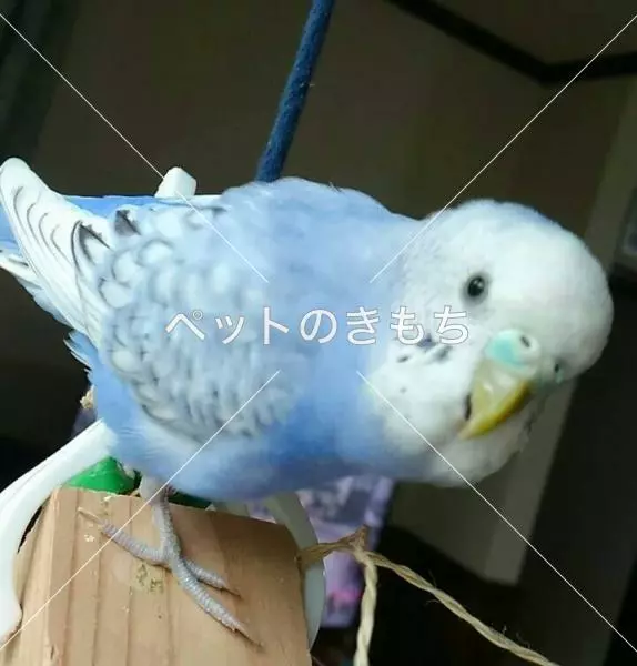 迷子鳥の画像