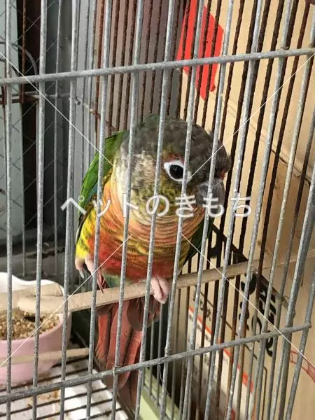 コメント投稿の画像