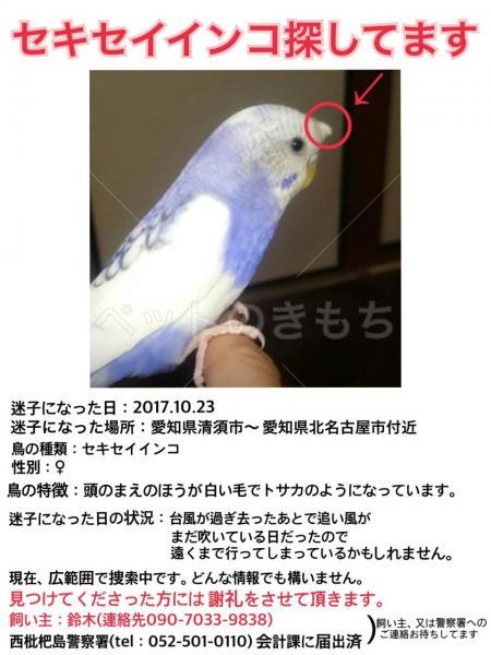 迷子鳥の画像