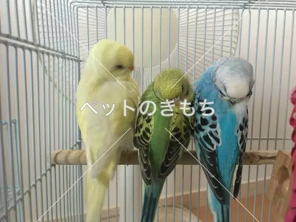 迷子鳥の画像