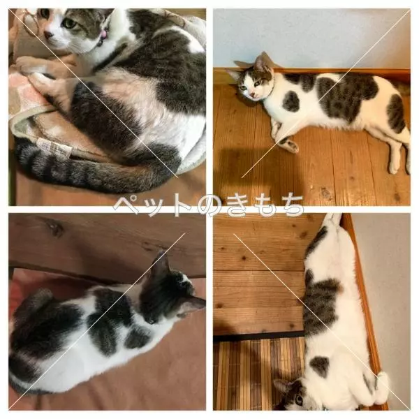 迷子猫の画像