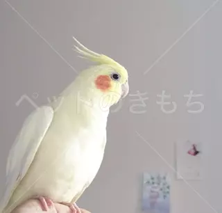 迷子鳥の画像