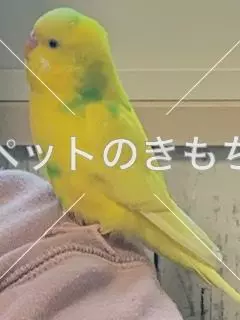 迷子鳥の画像