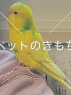 迷子鳥の画像