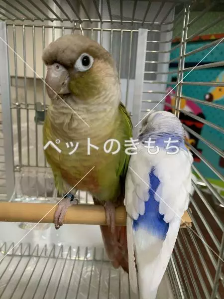 迷子鳥の画像