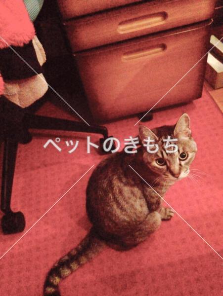 迷子猫の画像