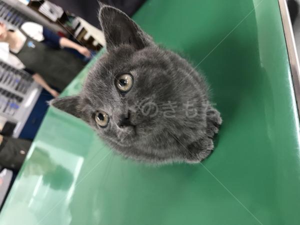 佐賀県で猫を保護しました 猫種 不明 投稿no 4030 1