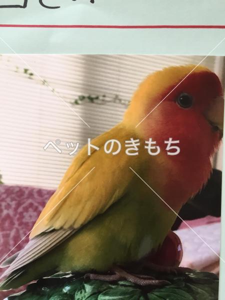 迷い鳥の写真