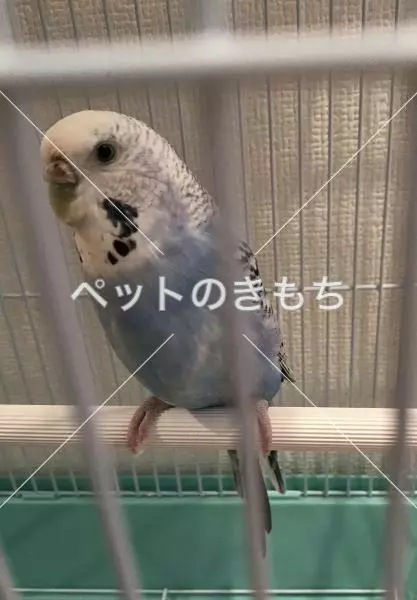 保護鳥の画像