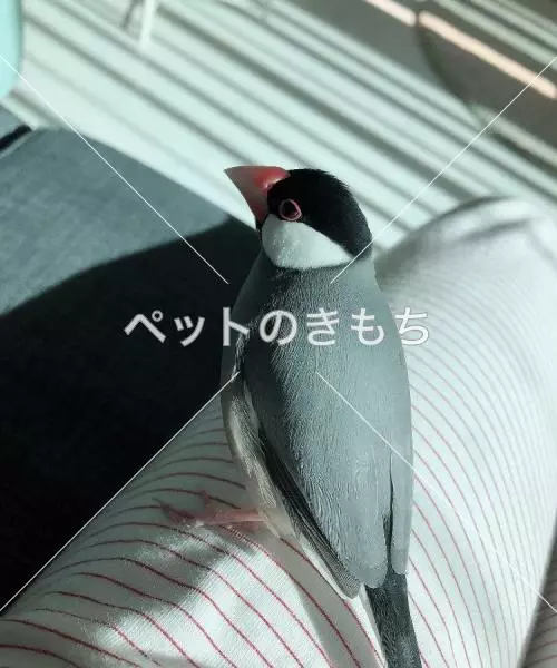 迷子鳥の画像