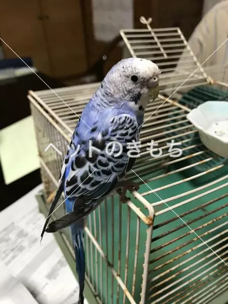 保護鳥の画像