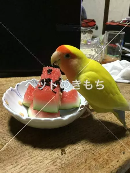 迷子鳥の画像